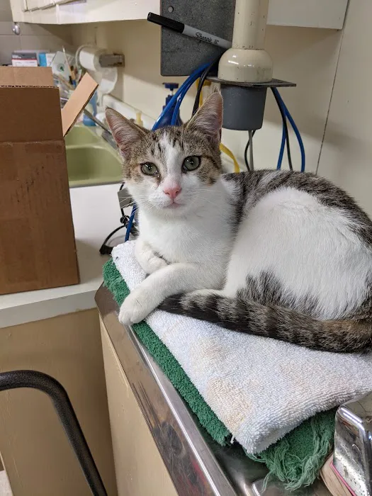 Albertville Animal Hospital 4