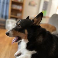 Albertville Animal Hospital ico