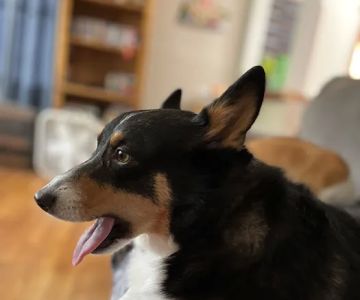 Albertville Animal Hospital