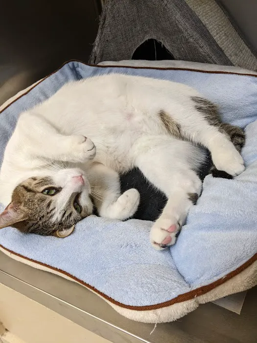 Albertville Animal Hospital 9