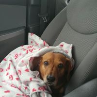 Shiloh Veterinary Hospital - West ico