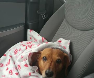 Shiloh Veterinary Hospital - West