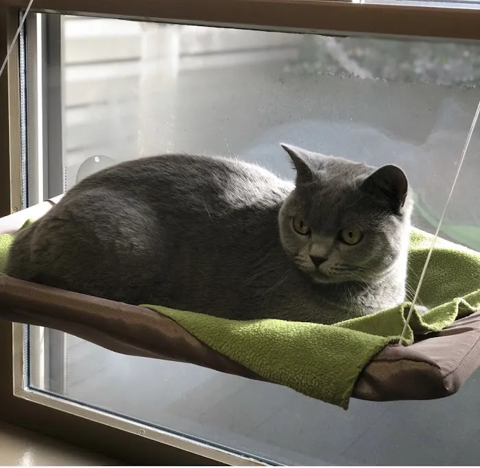 Shiloh Veterinary Hospital - West 7