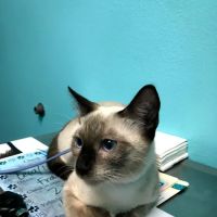 SeaCoast Veterinary Group ico