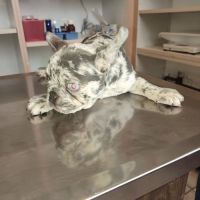 Pomona Valley Veterinary Hospital ico