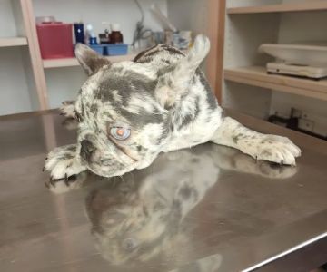 Pomona Valley Veterinary Hospital