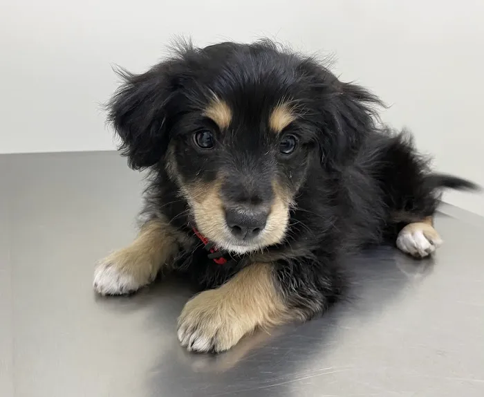 Pets 'N' Vets Animal Hospital 1