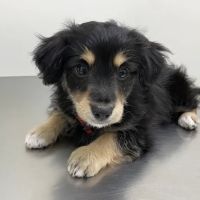 Pets 'N' Vets Animal Hospital ico