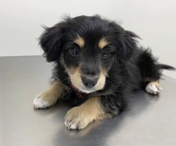Pets 'N' Vets Animal Hospital
