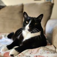 Twin Lakes Veterinary Hospital ico