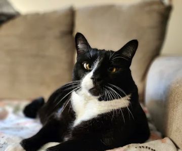 Twin Lakes Veterinary Hospital