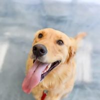 South Side Animal Clinic ico