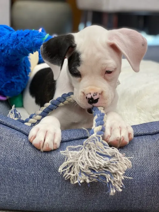 South Side Animal Clinic 4