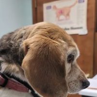 James City Veterinary Clinic ico