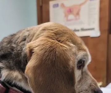 James City Veterinary Clinic