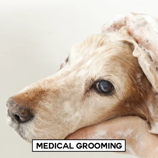 Aristide, Mobile Veterinarian 9