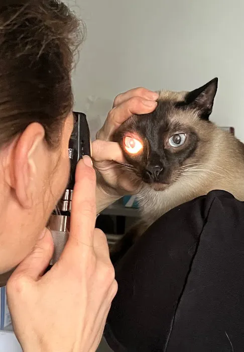 Aristide, Mobile Veterinarian 1