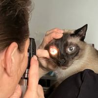 Aristide, Mobile Veterinarian ico
