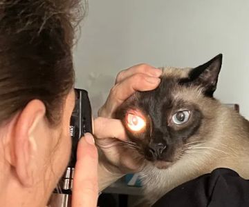 Aristide, Mobile Veterinarian