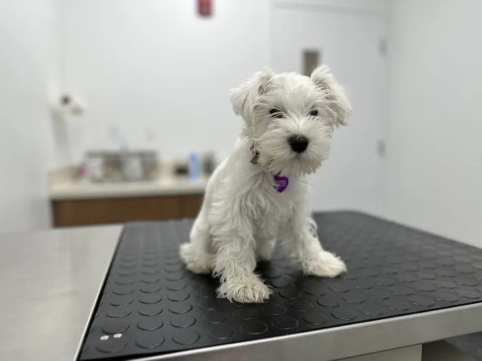 Central Veterinary Hospital 6