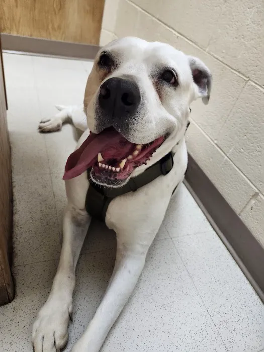 Fountain City Animal Hospital 9