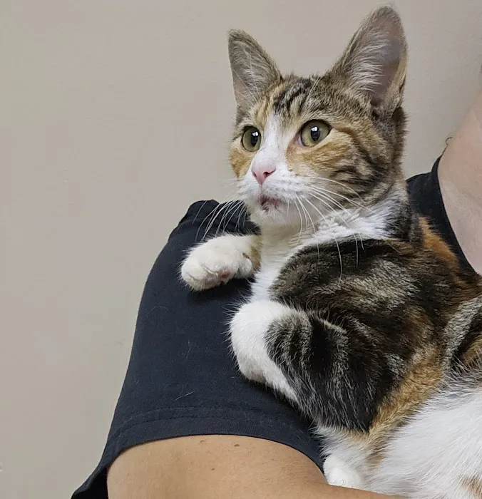 Fountain City Animal Hospital 3