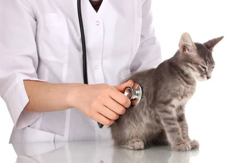 Fountain City Animal Hospital 1