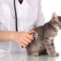 Fountain City Animal Hospital ico