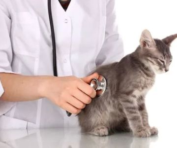 Fountain City Animal Hospital