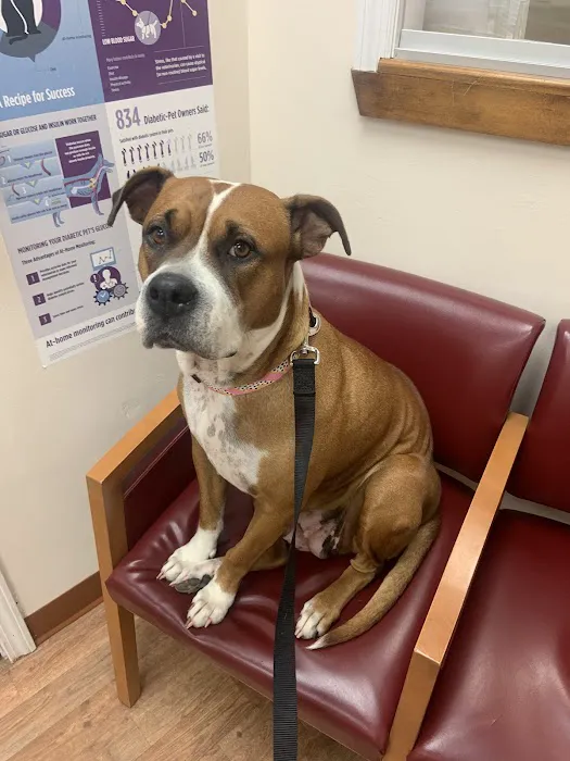Just For Pets Animal Clinic 1