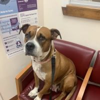 Just For Pets Animal Clinic ico