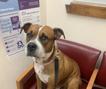 Just For Pets Animal Clinic