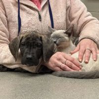 Lange Animal Hospital ico