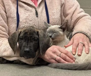 Lange Animal Hospital
