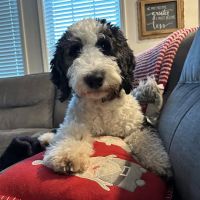 East Tennessee Veterinary Ultrasound ico