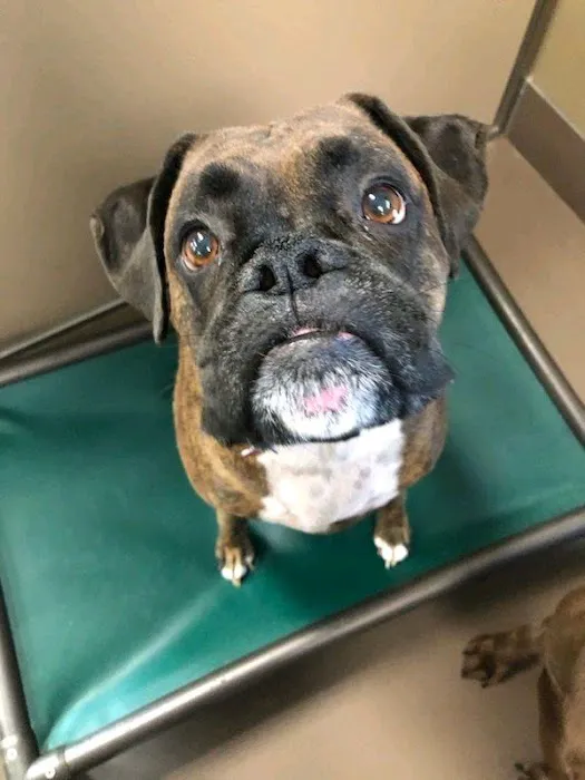 Grimes Plaza Veterinary Clinic 7