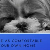 Choice Vets Pet Care ico