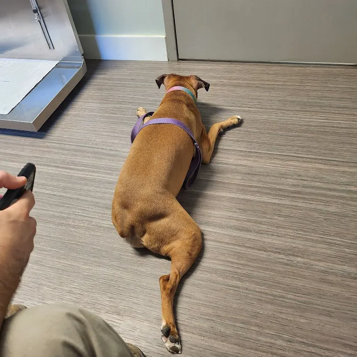 Choice Vets Pet Care 2