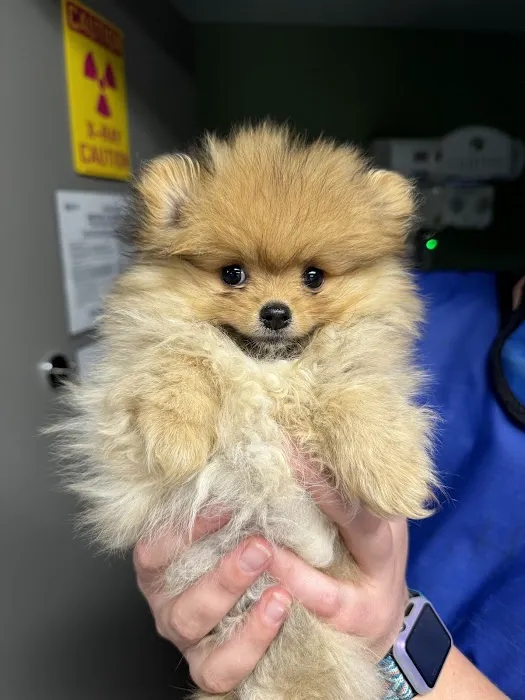 Choice Vets Pet Care 4