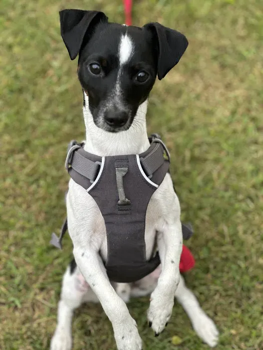 Choice Vets Pet Care 8
