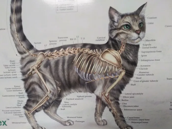 Warren Animal Hospital 9