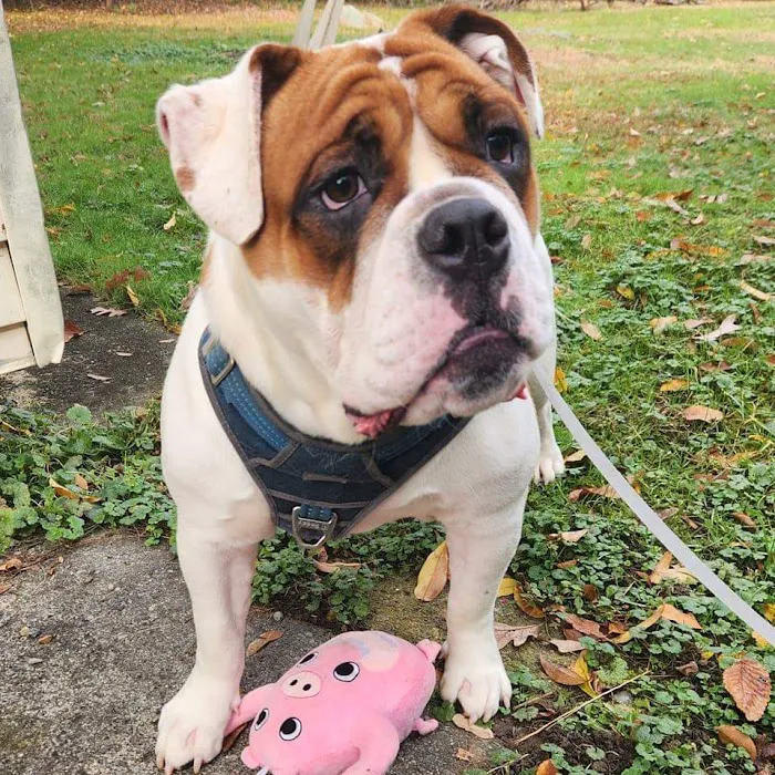 Swansea Veterinary Center 4