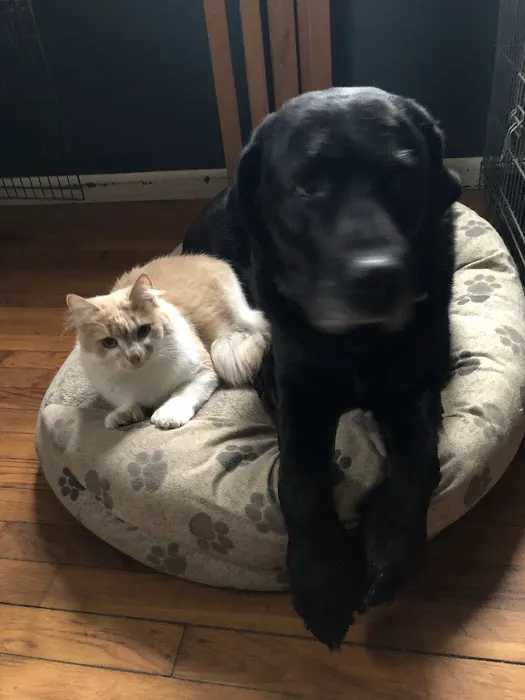 Weston Veterinary Clinic, A Thrive Pet Healthcare Partner 1