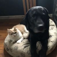 Weston Veterinary Clinic, A Thrive Pet Healthcare Partner ico