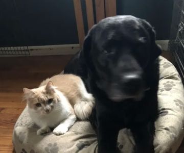 Weston Veterinary Clinic, A Thrive Pet Healthcare Partner