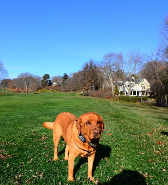 Weston Veterinary Clinic, A Thrive Pet Healthcare Partner 10