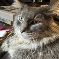 Wright's Corners Animal Care Center ico