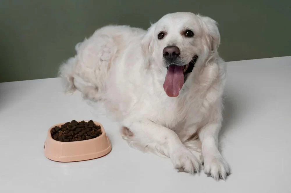 Best Dog Food for Large Breed Puppies and Adults: Expert Nutrition Guide