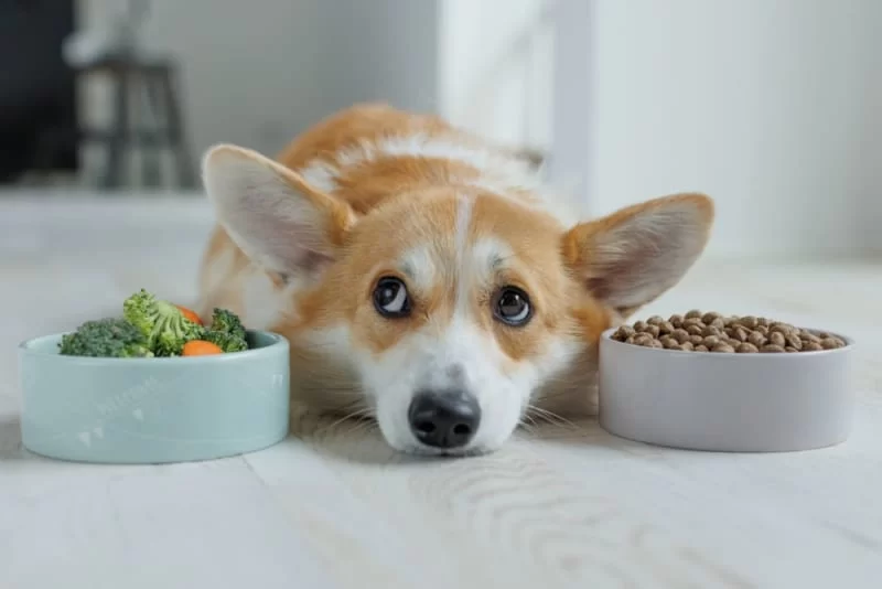 Choosing the Best Dog Foods for Puppies with Allergies and Sensitivities