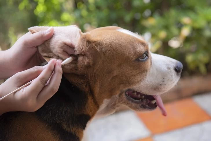 How to Clean Dog Ears Safely: Essential Tips for Healthy Ear Care